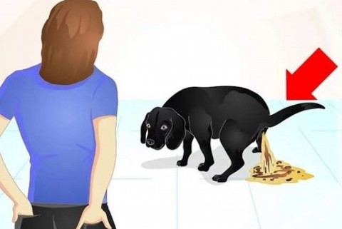 Comment raffermir les selles de votre chien