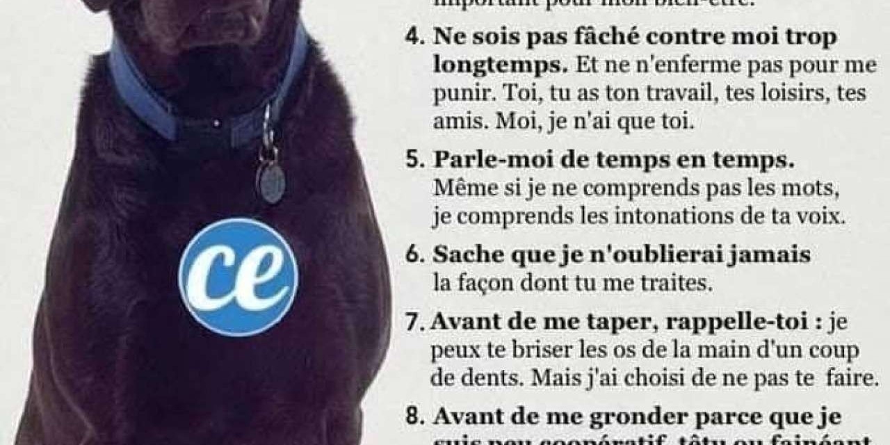 les dix commandements du chien!