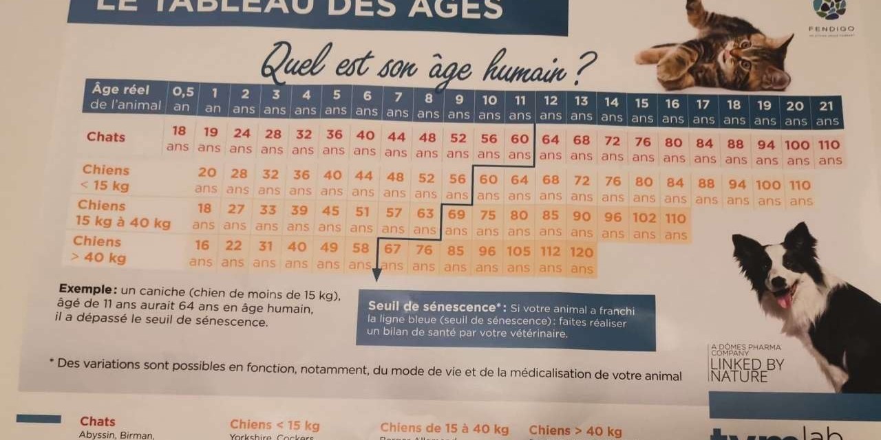 Quel est l'âge réel du chien?